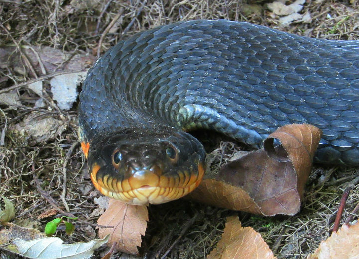 Copperbelly Water Snake